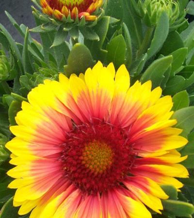 Blanket Flower Arizona Sun